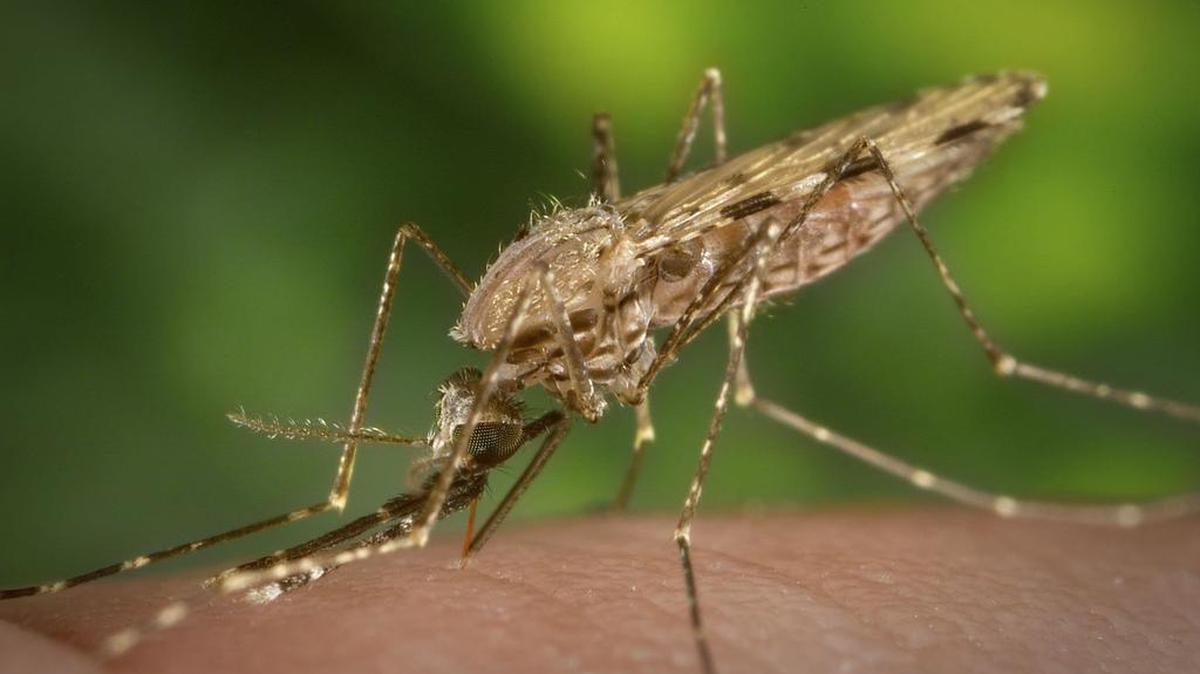 West Nile deaths hit a new high in 2015.