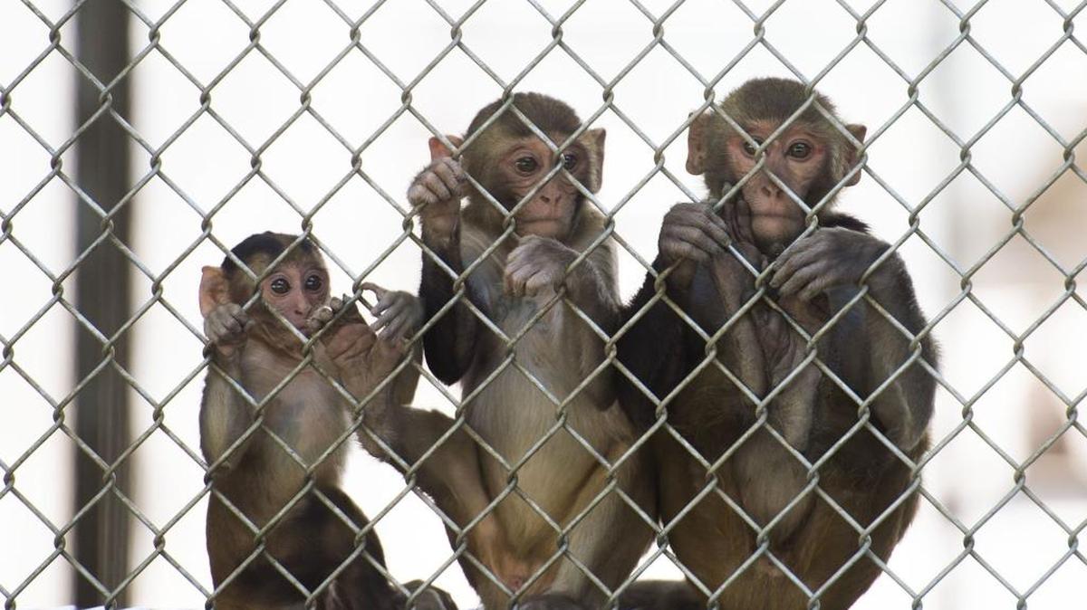 Three rhesus macaques hang out in their enclosure at the primate research center at UC Davis on July 26, 2016.