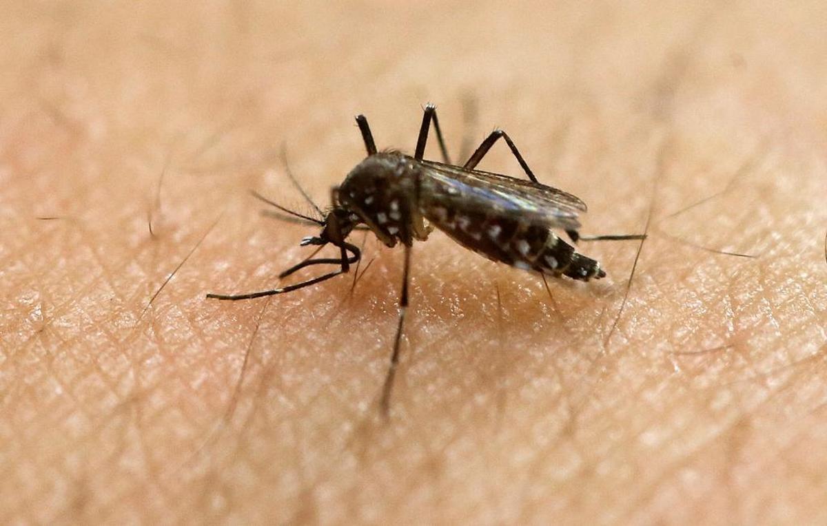 A female Aedes aegypti mosquito, known to be a carrier of the Zika virus, acquires a blood meal on the arm of a researcher.