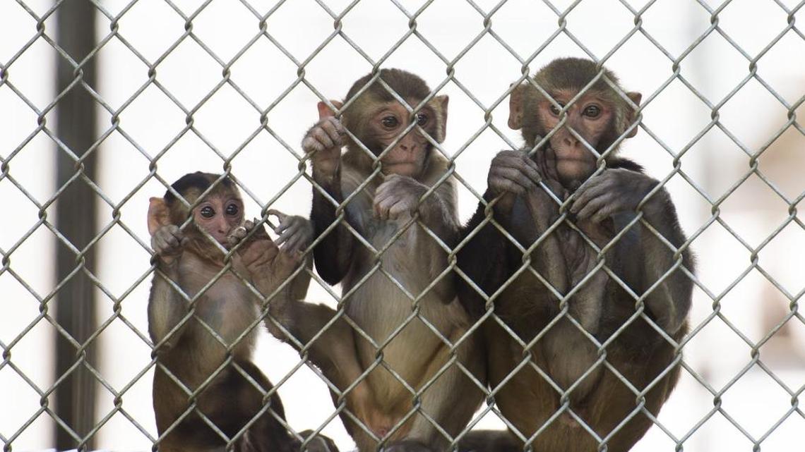 Why UC Davis’ monkey colony has researchers warning expectant moms about wildfire smoke