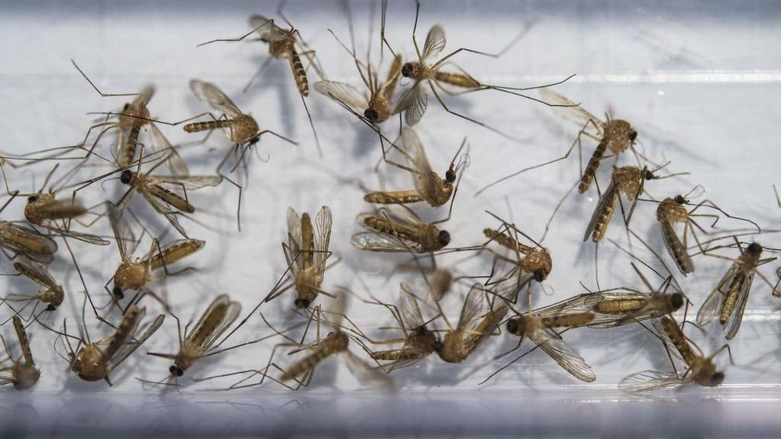 Capital region’s first West Nile virus sample of 2026 found in Sacramento neighborhood
