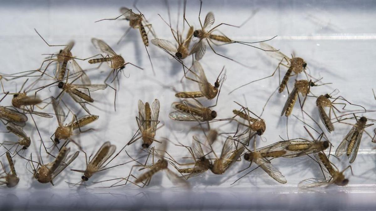 Culex pipiens mosquitoes collected by the Sacramento-Yolo Mosquito and Vector Control District are seen in 2018. A mosquito sample collected in Sacramento County has tested positive for West Nile virus, marking the first detection of the virus in the capital region of 2026.