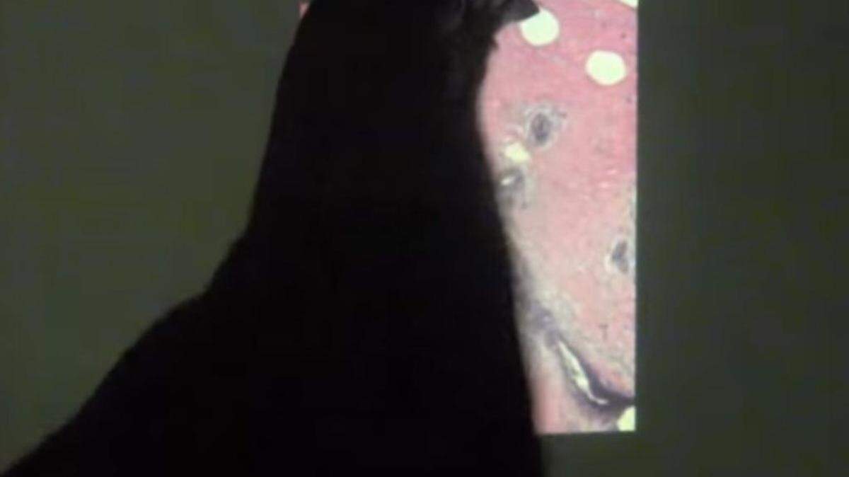 Pigeons identify cancerous tissue