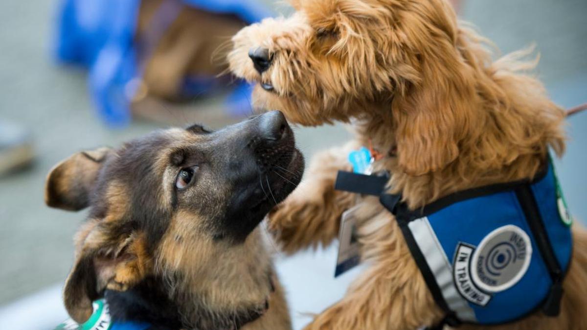 A team of doctors at UC Davis, veterinarians and animal behaviorists are training Charlie, a four-month-old German shepherd, and Alfie, a four-month-old Labradoodle, to screen samples of saliva, breath, and urine to detect cancer. The puppies got in a little play during a news conference at the UC Davis Cancer Center, Monday, August 17, 2015.