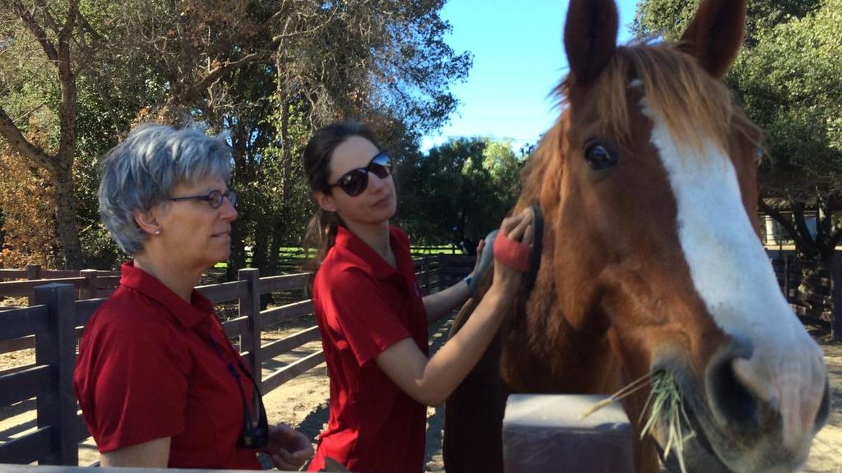 Facilatators Liz Williams and Leila Djakvic work with one of the horses involved in the workshops.