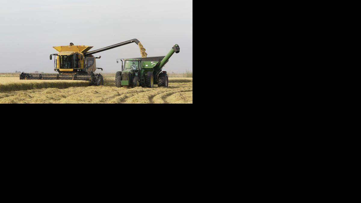
The California Air Resources Board this month directed staff to begin the process for including rice in the state’s cap-and-trade program, marking the first time crop farmers could receive credits for reducing emissions through a change in growing practices.
