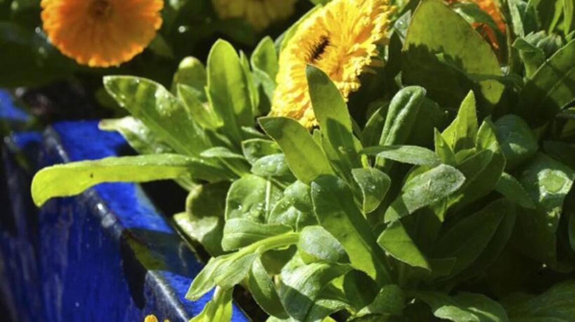 Just a spoonful of fennel? Plants can heal, herbalists say
