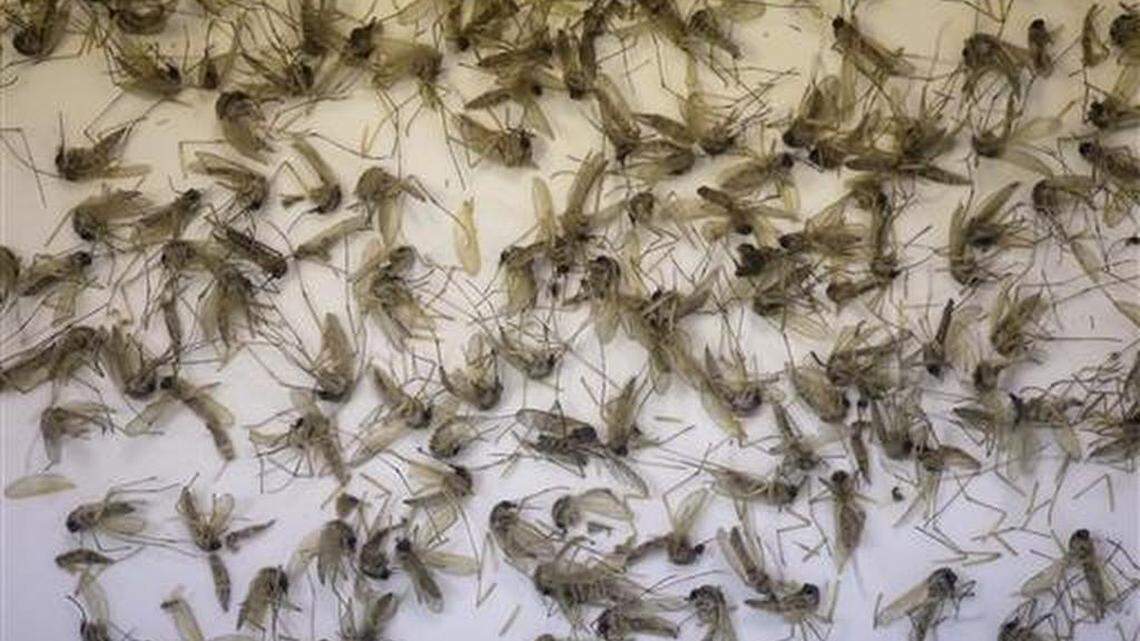 California household mosquito could amplify Zika virus spread