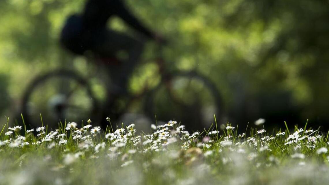 Not sure how to battle Northern California allergies? We’ll ask an expert your questions