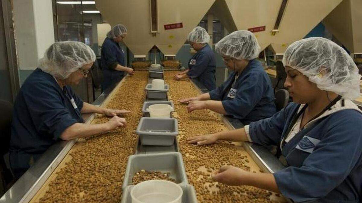  Virginia Shanahan, left, Stephanie Gomez, right, and Francis Mankin, second from right, sort almonds with other workers at Blue Diamond’s plant in Sacramento on Nov. 30, 2011.