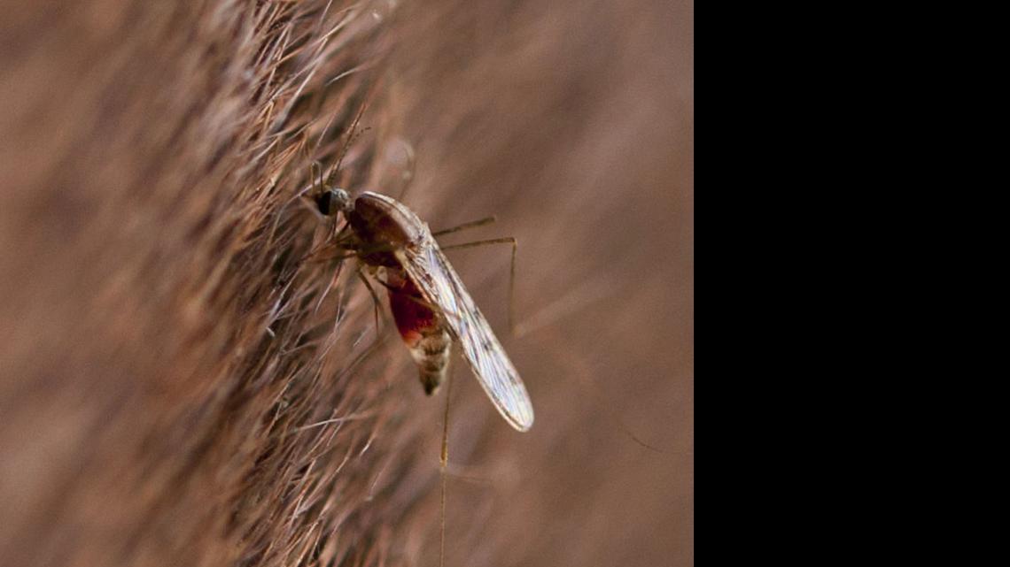 
A mosquito draws blood from a horse.
