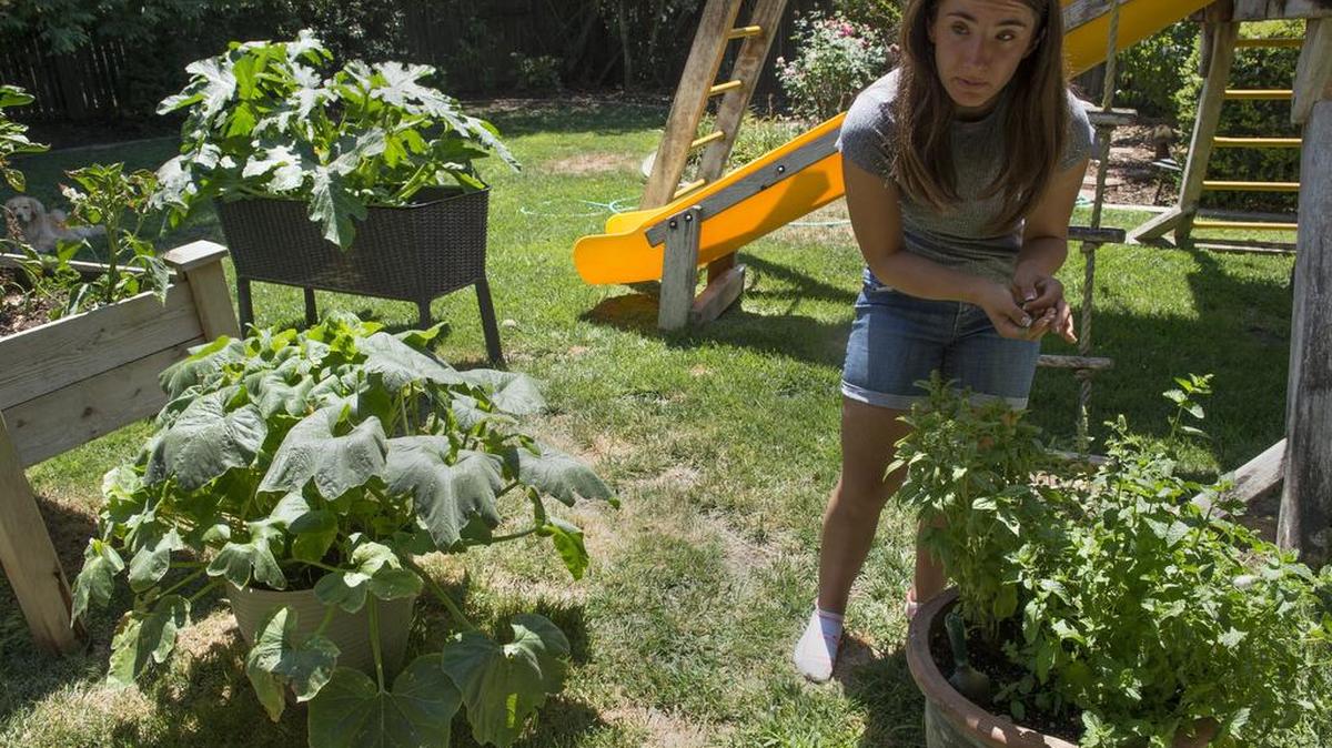Haley Kavrell, 17, who must cope with Prader-Willi syndrome, which causes her to feel constant hunger, picks basil at her home in Davis late last month.