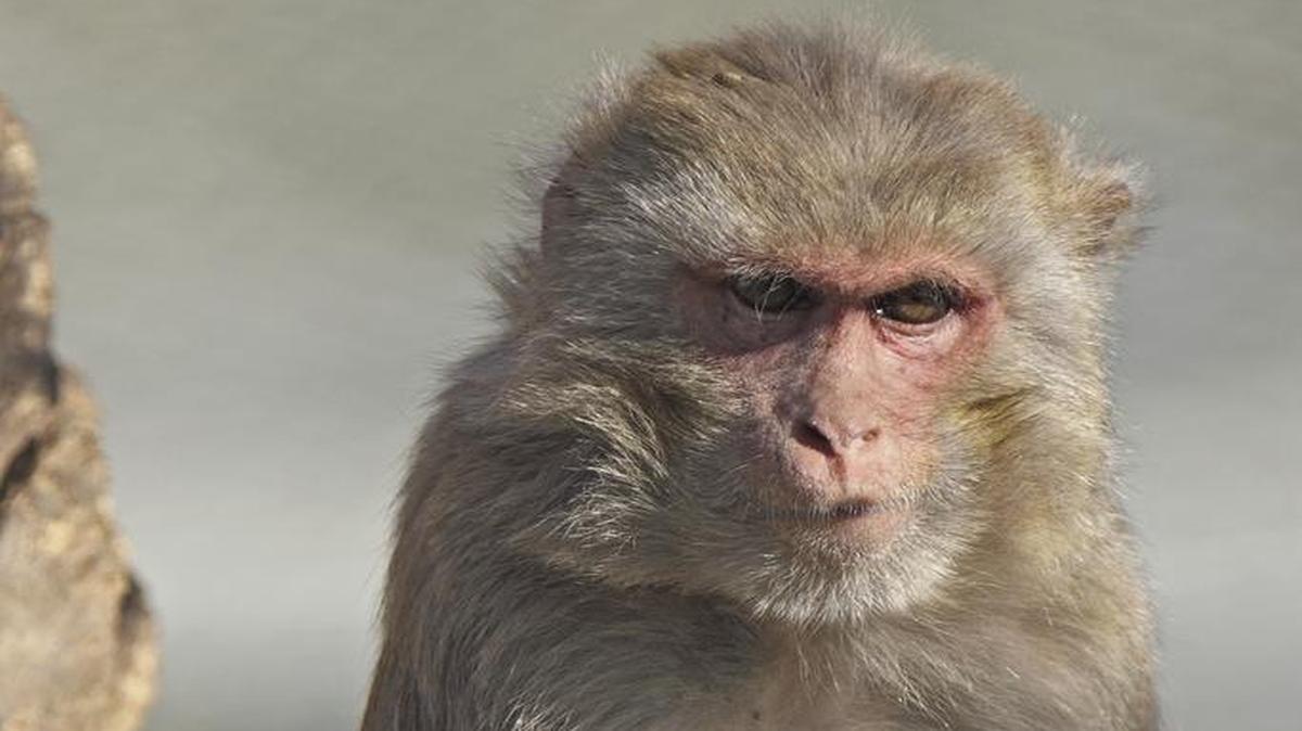 Geriatric rhesus macaques at the California National Primate Research Center at UC Davis.