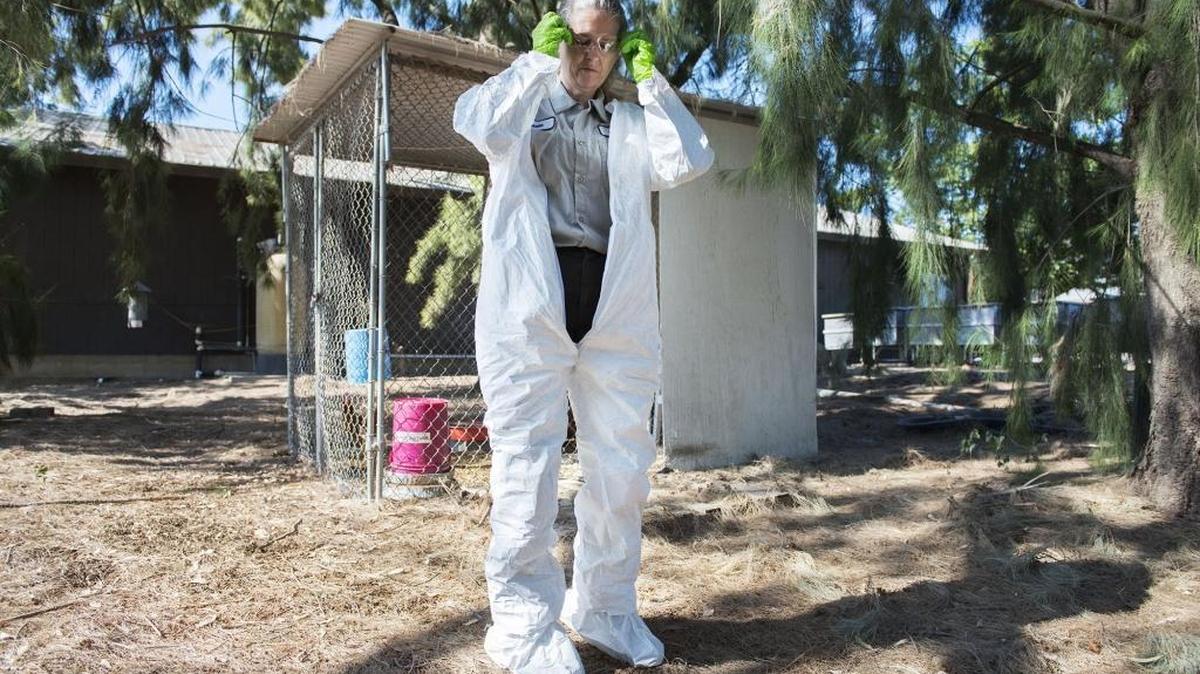 Lab technician Paula Matney suits up before she enters a chicken coop last year at the Sacramento-Yolo Mosquito and Vector Control District in Elk Grove, Calif. Sacramento-Yolo mosquito officials keep coops of chickens that are regularly tested for West Nile virus.