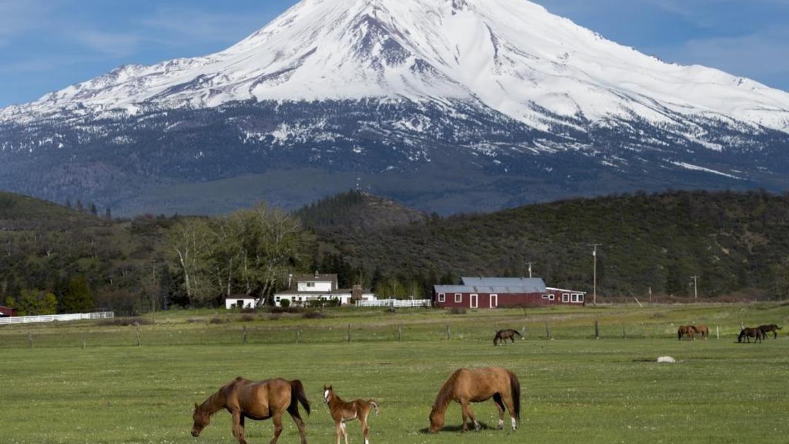 A Spring foal is seen in a pasture with other horses in Weed, Calif. on Saturday, April 29, 2017.