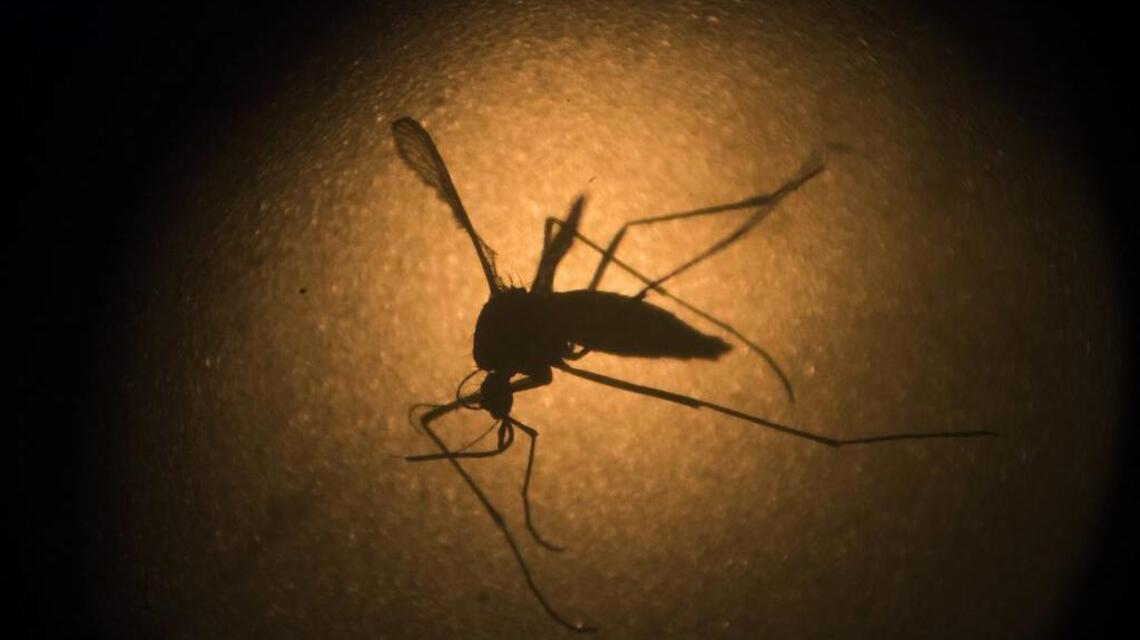 African strain of Zika virus shown to act more quickly than Asian strain