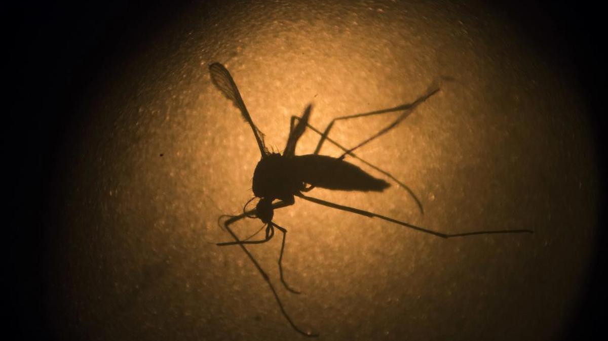 A new study reveals differences between the African and Asian strains of the Zika virus, which can be spread by mosquitoes.