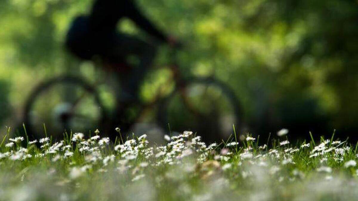 A cyclist rides past flowers blooming at William Land Park in 2015. Allergy season has already hit full stride.