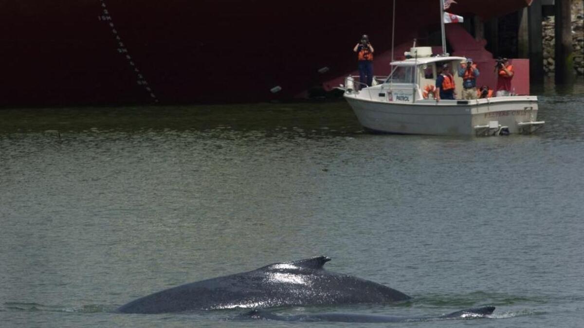 A mother humpback whale and her calf, nicknamed Delta and Dawn, swim past a boat in the Port of Sacramento on May 18, 2007.
