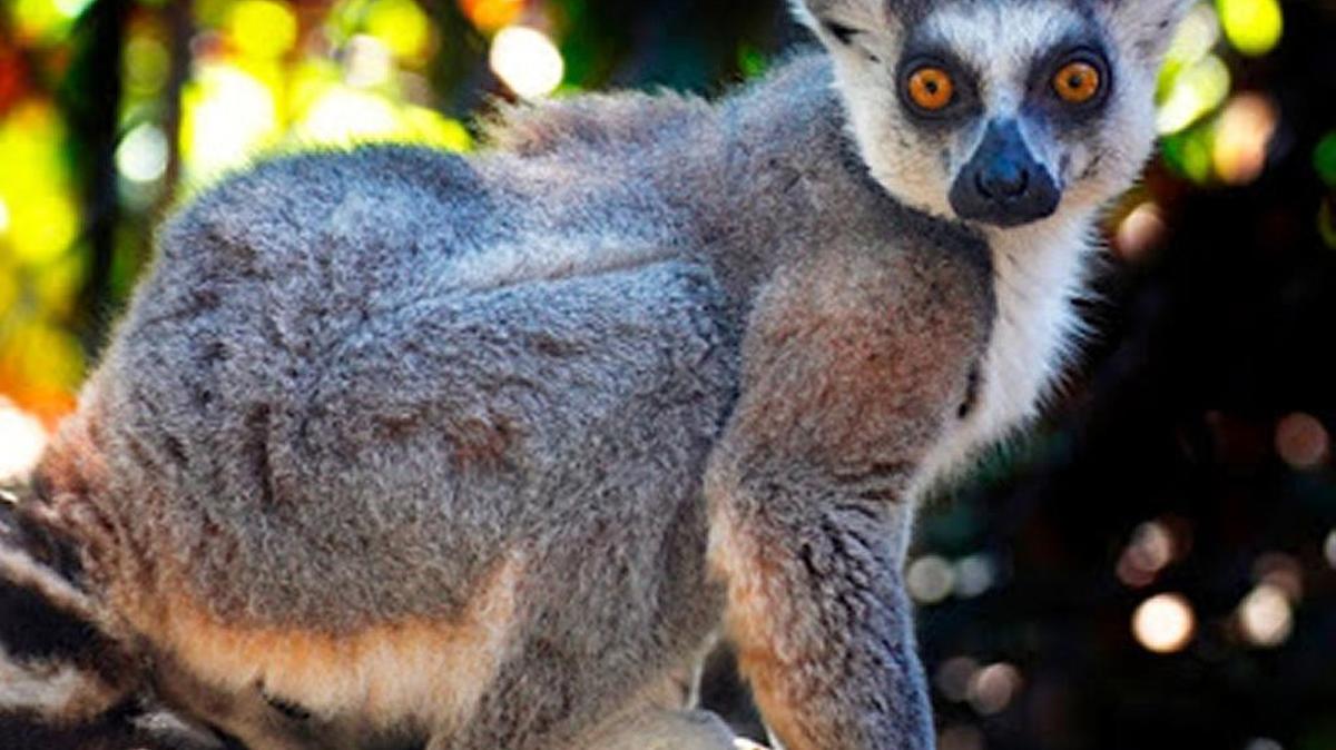 The lemur was probably part of illegal pet trade