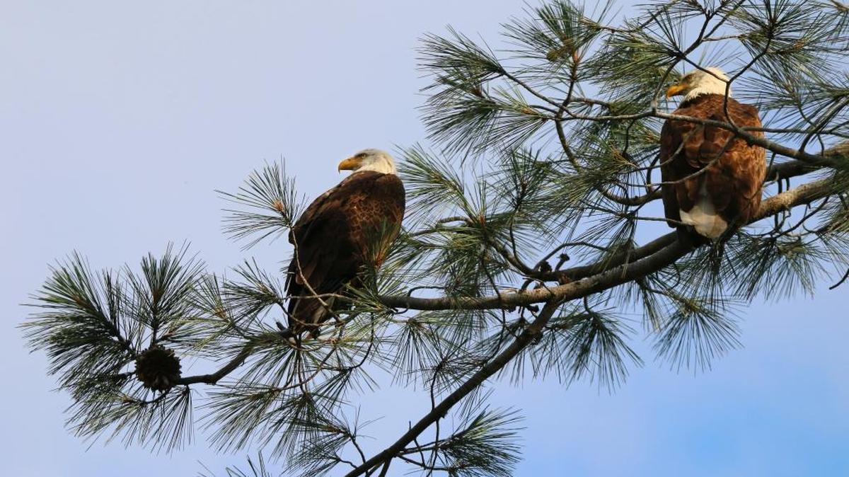 A pair of bald eagles are perched in a tree near Lake Natoma. While long inhabitants of Folsom Lake, eagles at Lake Natoma are more rare.