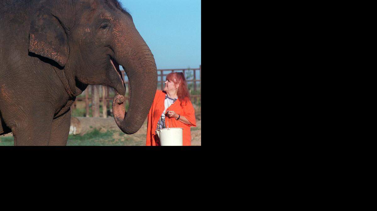 
Performing Animal Welfare Society founder Pat Derby feeds Annie in 1997. Annie was 55 years old when she was euthanized recently due to leg problems stemming from decades of standing on concrete at a Wisconsin zoo. She no longer wandered out to her favorite grassy spot in the hills of Calaveras County to recline in the sun. Since 1984, PAWS, founded by Ed Stewart and Derby, has offered sanctuary to animals rescued or retired from zoos, circuses and other entertainment enterprises.

