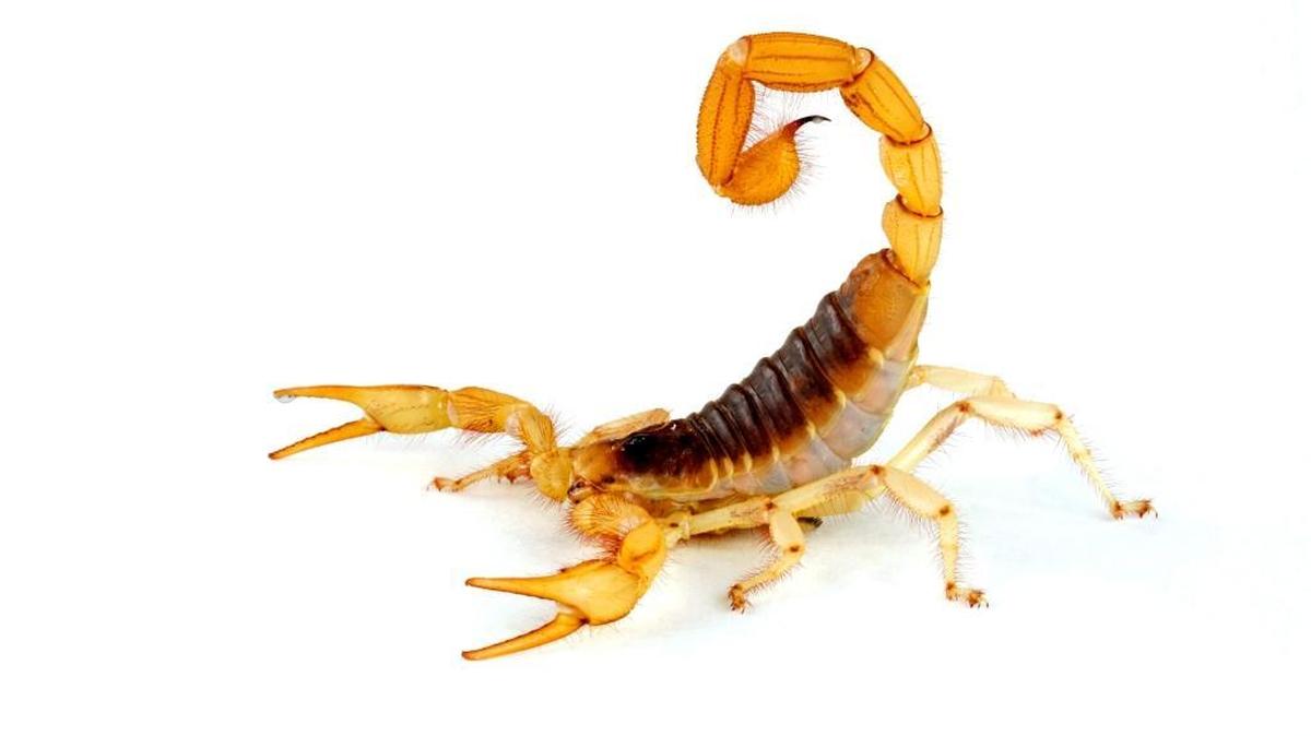 Desert Hairy Scorpion (Hadrurus arizonensis).