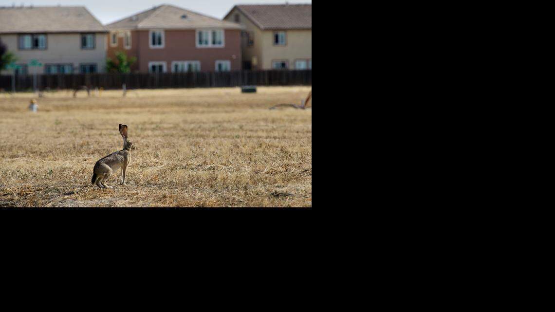 
A jack rabbit pauses in an undeveloped lot in the Natomas area of Sacramento last year. Development could restart as early as June with the lifting of an federal flood moratorium in Natomas. 
