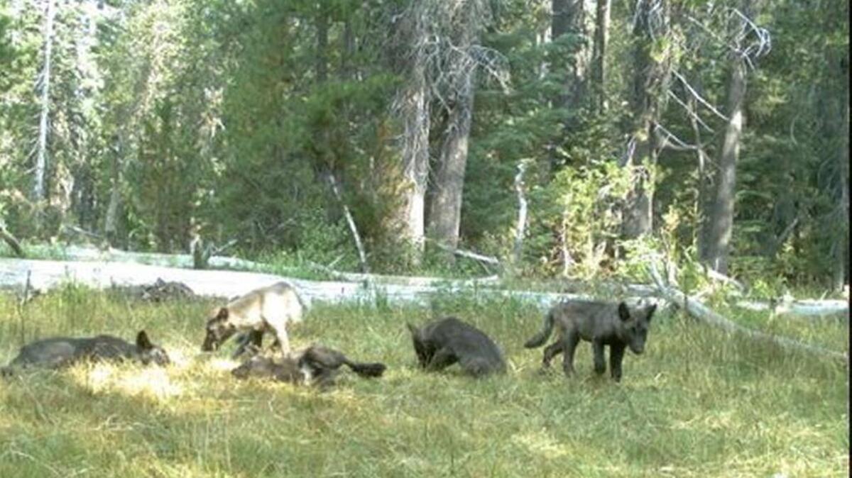 
California Department of Fish and Wildlife released photos from motion-activated trail cameras on Thursday of five wolf pups with a group of adults, providing more evidence that the endangered species was returning to the state. The tale of the wolf pack was one of the weekend’s most-popular stories.
