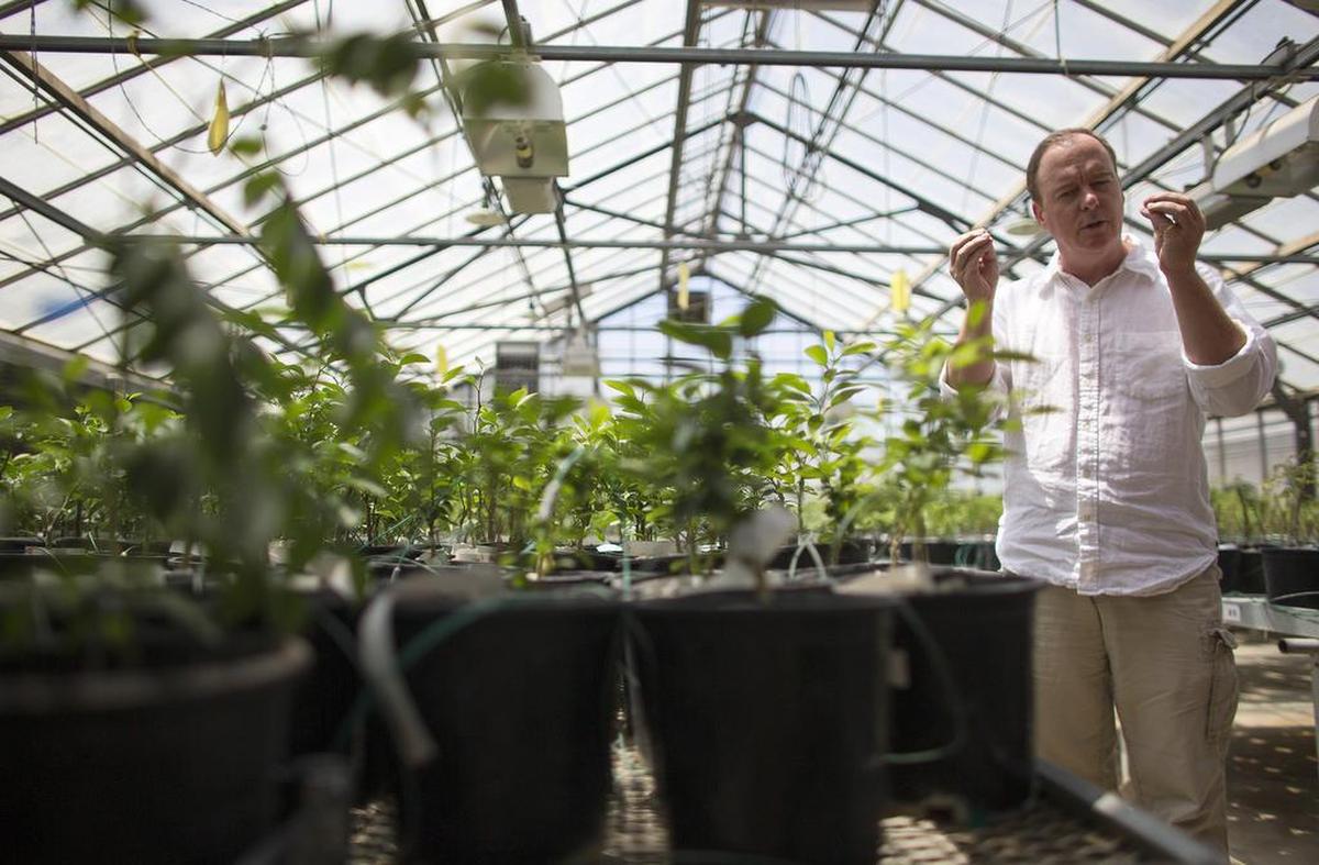 Scientist David Morgan studies the Asian citrus psyllid, a bug that spreads a disease fatal to citrus trees, at a California state lab in Riverside in 2015.