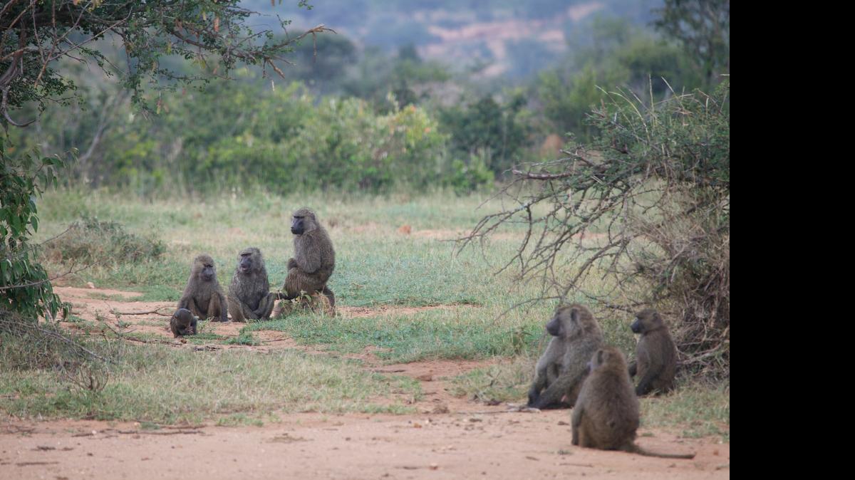 
Millions of data points were collected for a study of wild baboon behavior. The study, which included UC Davis researchers, was published in Science.
