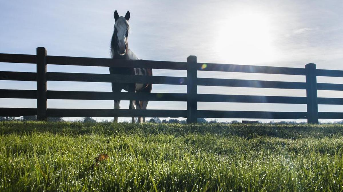 Icy grass melts in the morning sun as a horse looks over his pasture fence, Tuesday, December 27, 2016, at Gibson Ranch County Park.