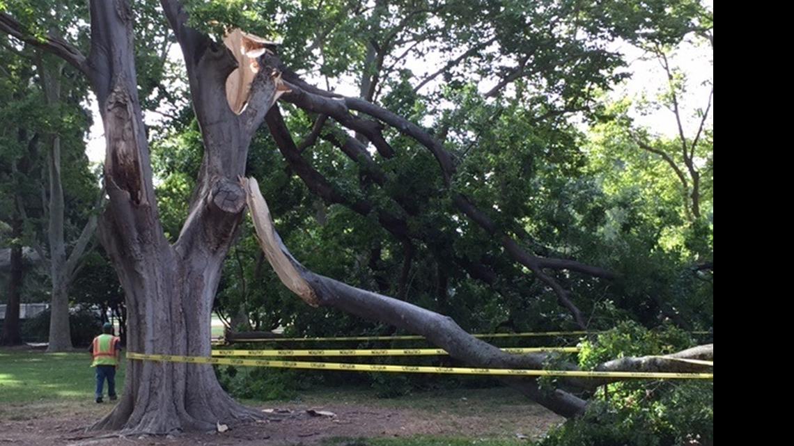 
A city of Sacramento worker finishes placing safety tape around a tree and the branches that came down after breaking in Land Park on Saturday morning. The multiple loud cracks caused by the breaks startled people using the park about 7:30 a.m. before the day’s heat settled in. Experts say dry weather is a significant cause of trees breaking.
