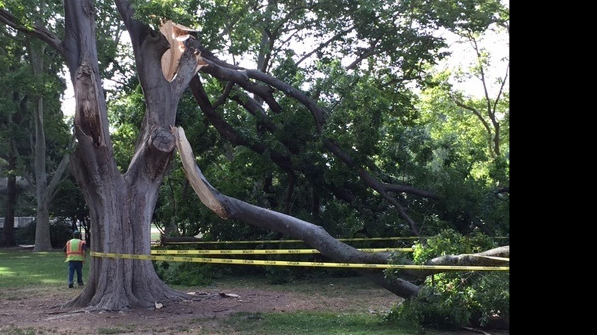 
A city of Sacramento worker finishes placing safety tape around a tree and the branches that came down after breaking in Land Park on Saturday morning. The multiple loud cracks caused by the breaks startled people using the park about 7:30 a.m. before the day’s heat settled in. Experts say dry weather is a significant cause of trees breaking.

