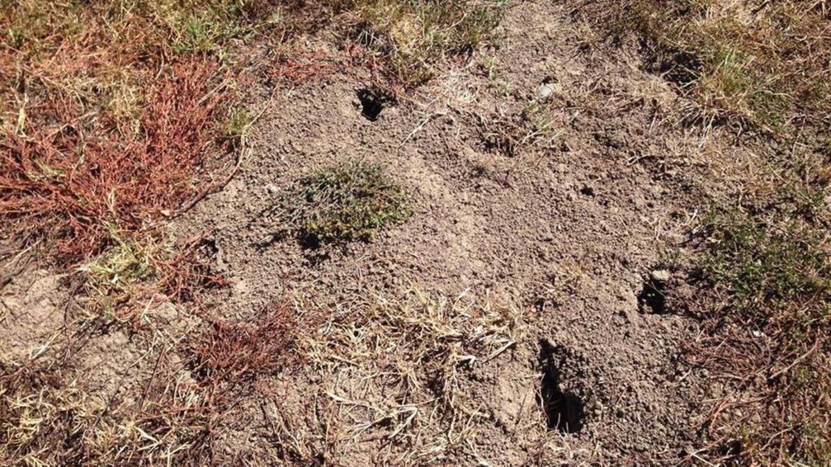 
Holes mark the burrows of gophers in Seymour Park.
