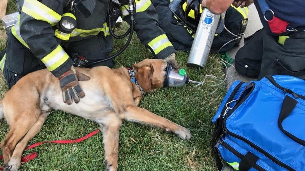 A Sacramento Fire Department crew resuscitates a large male dog Saturday evening after his owner escaped a house fire with minor injury.