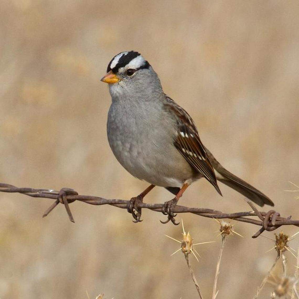 The White-crowned Sparrow enlivens our winter months with its well-dressed look and choruses of songs that appeal to the ear. The immature birds lack the black lateral crown-stripping of the adults, sporting instead a rich brown. These birds like the weedy edges to fields where they forage on seeds. Our wintering birds are gone by May as they make their way north to Canada where they nest.
