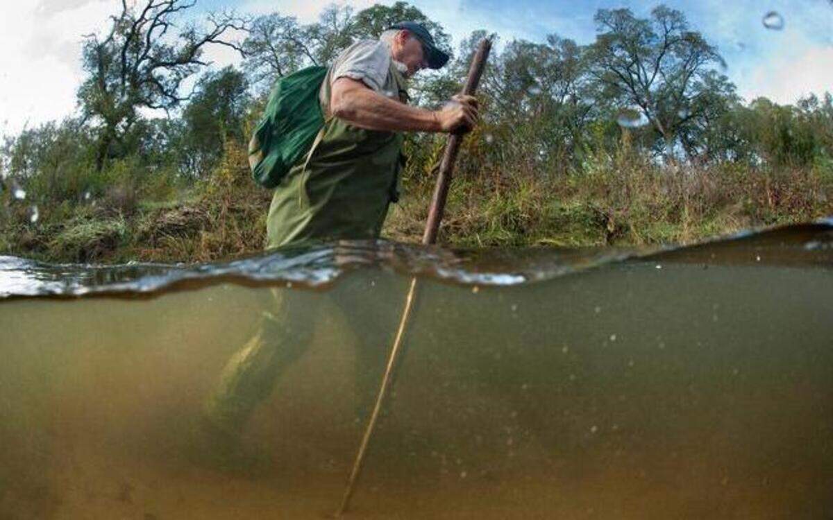 
Gregg Bates, executive director of the Dry Creek Conservancy, was one of the volunteers who looked for salmon on the network of tiny streams that thread through Roseville. In total, the group counted more than 120 salmon Friday on four sections of creek. That is far below the peak of 800 fish counted about a decade ago, Bates said.
