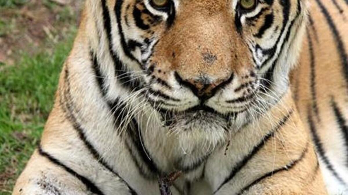 Winston the rescue tiger, known by staff and veterinarians for his “expressive face,” died of natural causes in late September.