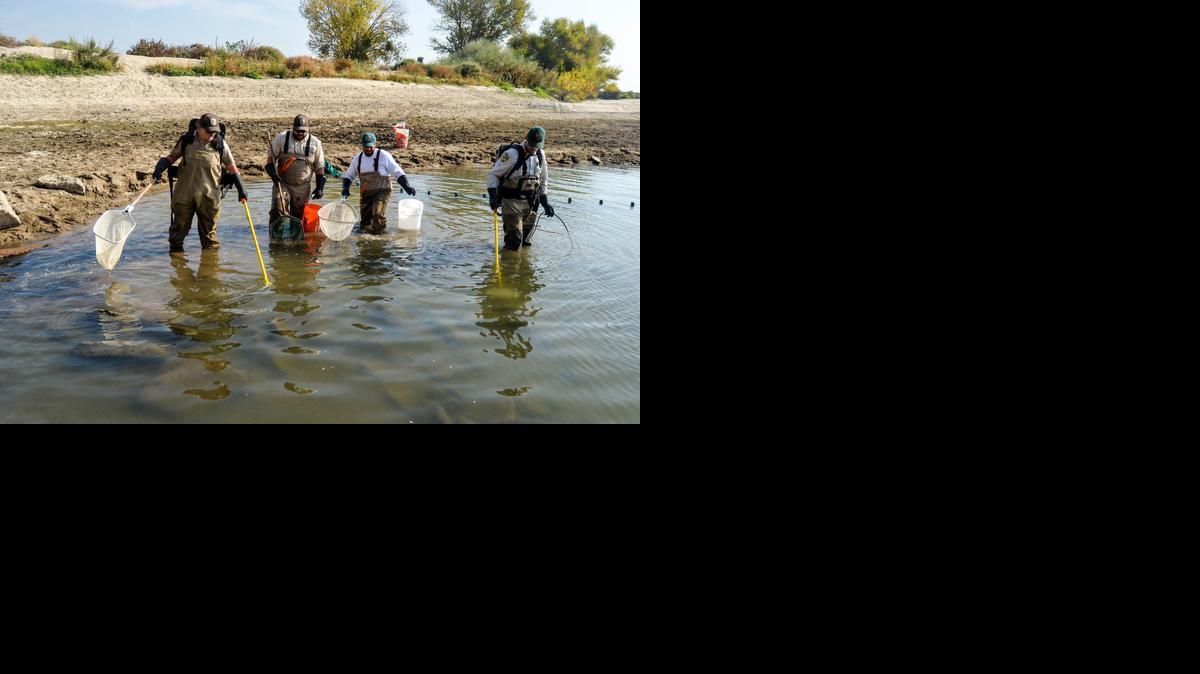 
Biologists from the U.S. Fish and Wildlife Service and the California Department of Fish and Wildlife look  for a newly discovered non-native loach species  on the San Joaquin River in Madera County.
