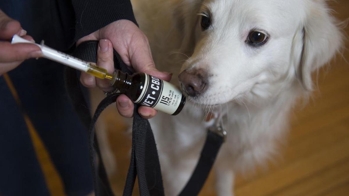 CBD-infused pet products are commonly marketed to California pet owners, but state law limits how veterinarians talk about the treatments with pet owners. A proposal moving through the California Legislature would allow veterinarians to recommend the products.