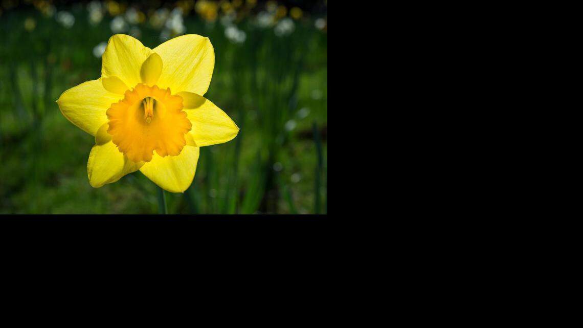 
Daffodils are blooming sooner than usual because of drought and showers late last month. The family farm opened to the public Monday.
