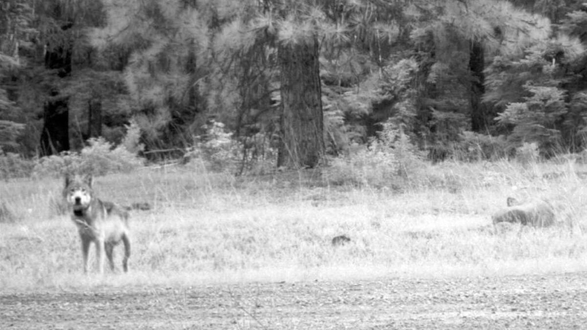 
This July 12, 2014, image shows OR-7 seen in a screen grab from a remote trail camera in Rogue River-Siskiyou National Forest, Ore. The re-establishment of a pack of gray wolves in Siskiyou County in far-Northern California has generated serious debate.
