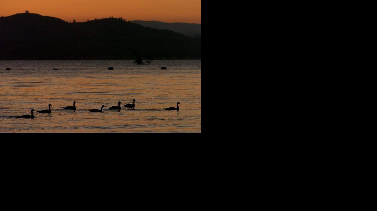 
Canada geese move through the water at Beals Point, off the the American River Parkway.
