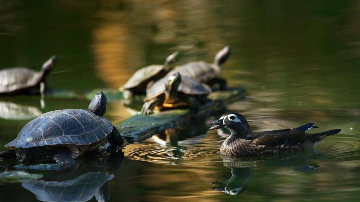 Red-Eared Slider turtles sun themselves in the water beside a duck at McKinley Park in Sacramento on Friday, March 19, 2010.