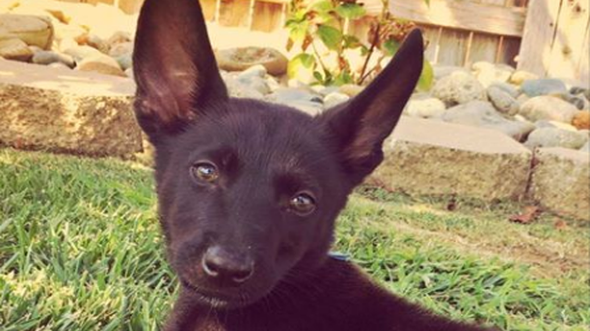 The Yuba City K9 Officer’s Association has named a future police K9 for Sacramento County Deputy Danny Oliver, slain in the line of duty in 2014.
