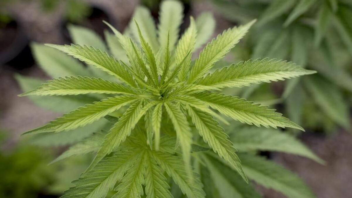 The Elk Grove City Council will hold a public hearing about indoor personal marijuana cultivation at 6 p.m. Wednesday at City Hall, 8400 Laguna Palms Way.