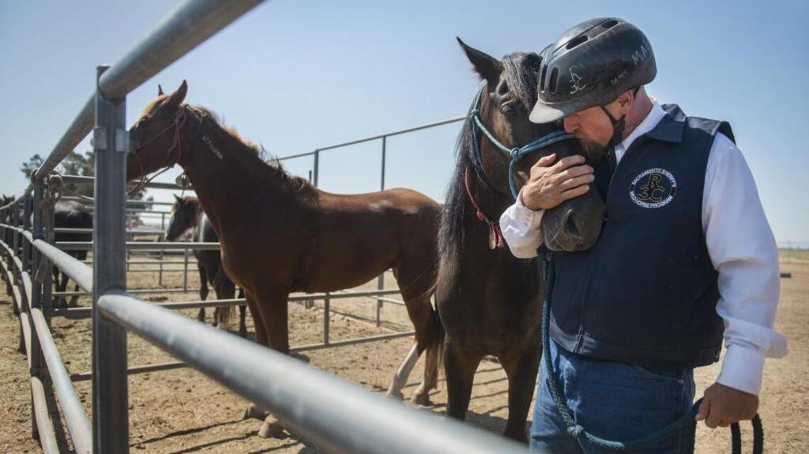 The government wants to pay you $1,000 to adopt a wild horse. Here’s why.