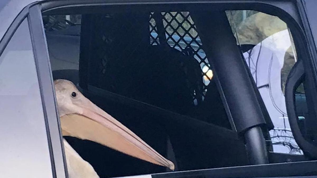 The pelican, which was not injured, was eventually taken to the Truckee Police Department animal shelter before being picked up by a wildlife rescue team.