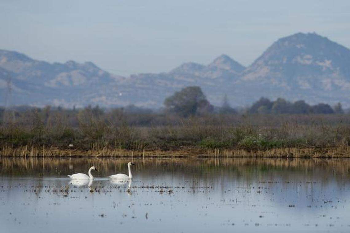 The Sutter Buttes loom in the background while two tundra swans swim in a flooded rice field in 2014. The volcanic ring’s most recent name revision occurred in 1949 when it was called the Marysville Buttes.